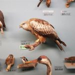 Ornithologische Sammlung