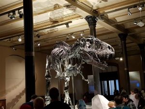 Tyrannosaurus Rex mit 170 von 300 Knochen